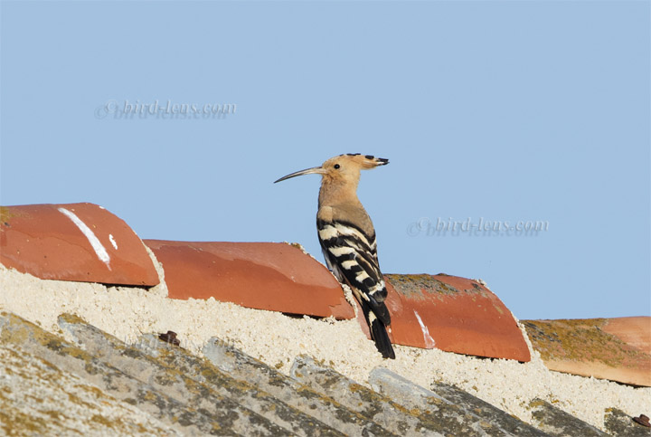 Eurasian Hoopoe
